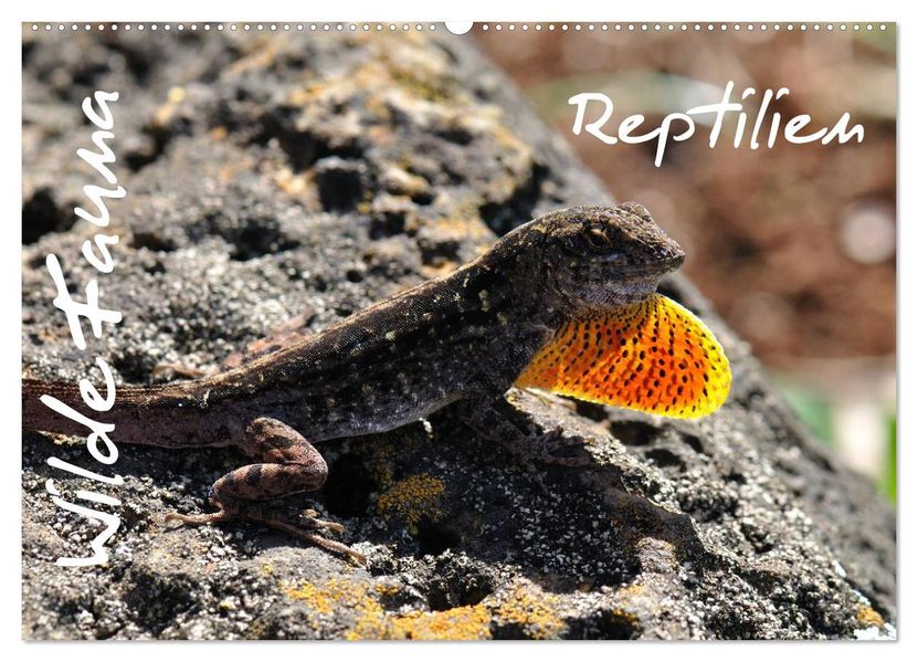 Wilde Fauna - Reptilien (Wandkalender 2027 DIN A2 quer) CALVENDO Monatskalender