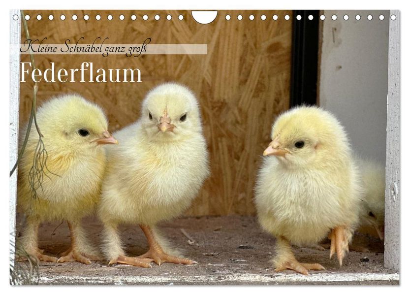 Federflaum - Kleine Schnäbel ganz groß (Wandkalender 2027 DIN A4 quer) CALVENDO Monatskalender