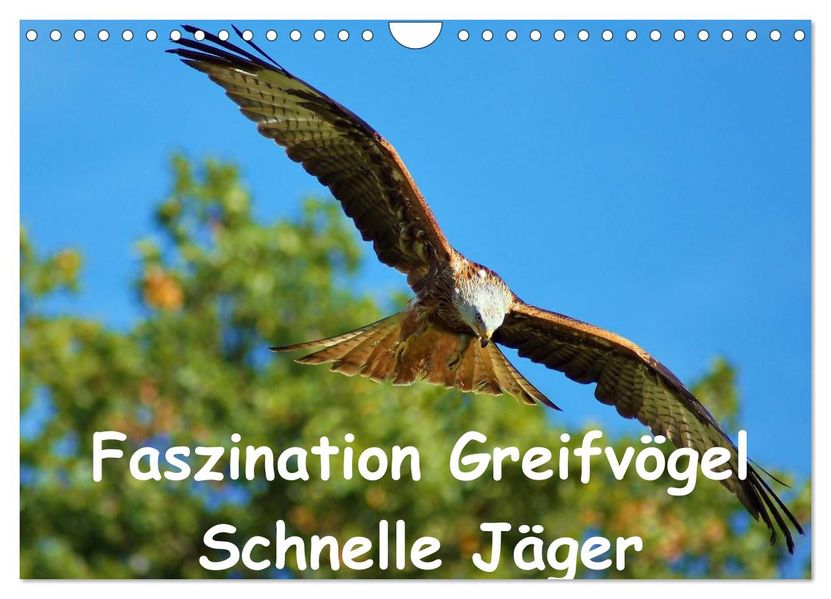 Faszination Greifvögel Schnelle Jäger (Wandkalender 2027 DIN A4 quer) CALVENDO Monatskalender