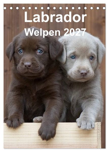 Labrador Welpen (Tischkalender 2027 DIN A5 hoch) CALVENDO Monatskalender