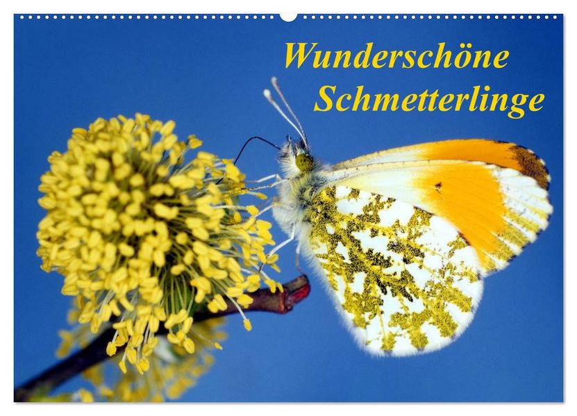 Wunderschöne Schmetterlinge (Wandkalender 2027 DIN A2 quer) CALVENDO Monatskalender