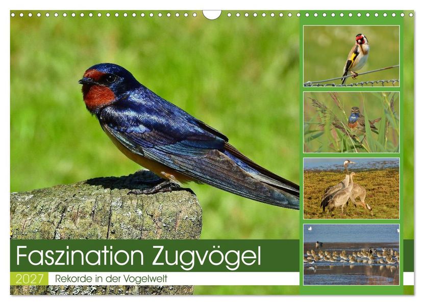 Faszination Zugvögel - Rekorde in der Vogelwelt (Wandkalender 2027 DIN A3 quer) CALVENDO Monatskalender