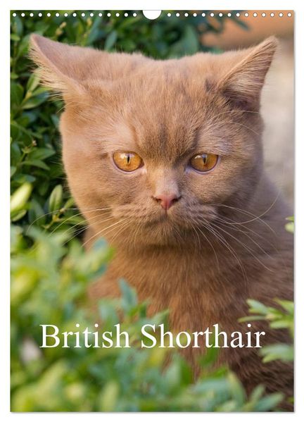 British Shorthair (Wall Calendar 2027 DIN A3 portrait) CALVENDO 12 Month Wall Calendar