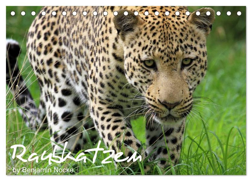 Raubkatzen (Tischkalender 2027 DIN A5 quer) CALVENDO Monatskalender