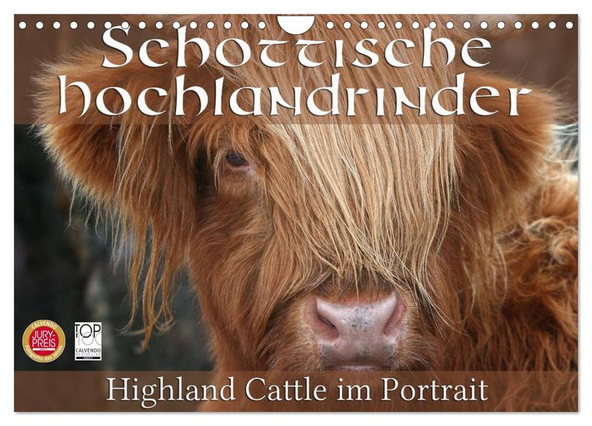 Schottische Hochlandrinder - Highland Cattle im Portrait (Wandkalender 2027 DIN A4 quer) CALVENDO Monatskalender