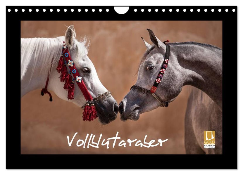 Vollblutaraber (Wandkalender 2027 DIN A4 quer) CALVENDO Monatskalender