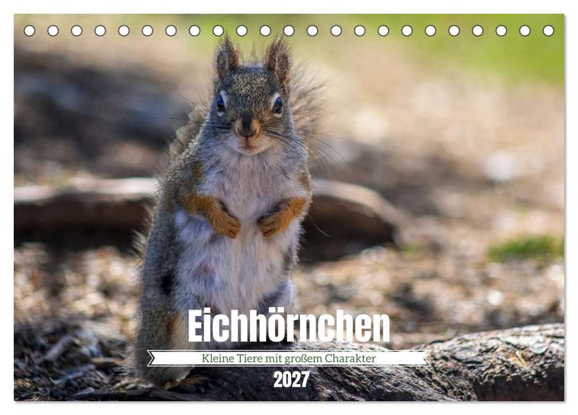 Eichhörnchen - Kleine Tiere mit großem Charakter (Tischkalender 2027 DIN A5 quer) CALVENDO Monatskalender
