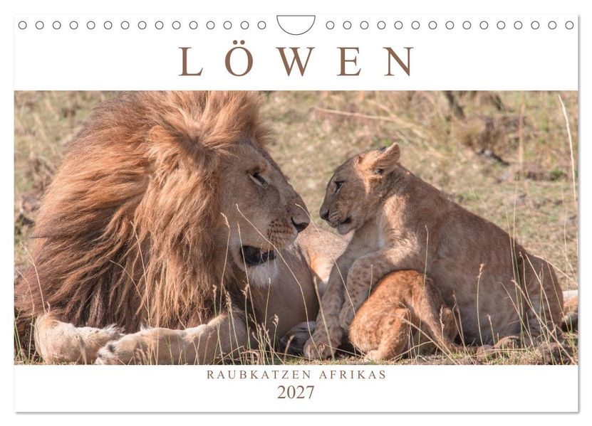 Löwen - Raubkatzen Afrikas (Wandkalender 2027 DIN A4 quer) CALVENDO Monatskalender