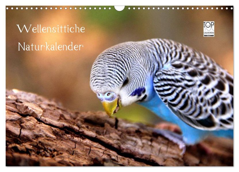 Wellensittiche - Naturkalender (Wandkalender 2027 DIN A3 quer) CALVENDO Monatskalender