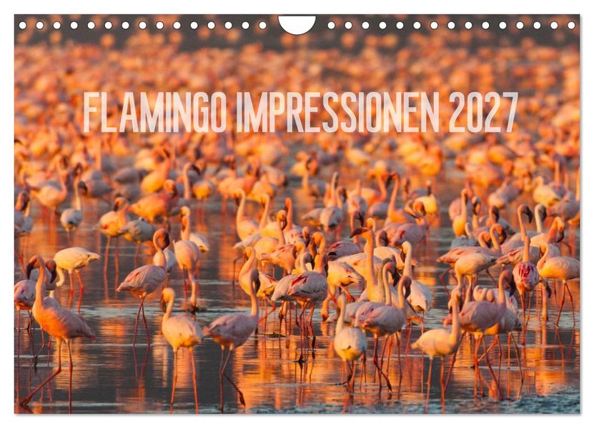 Flamingo Impressionen 2027 (Wandkalender 2027 DIN A4 quer) CALVENDO Monatskalender