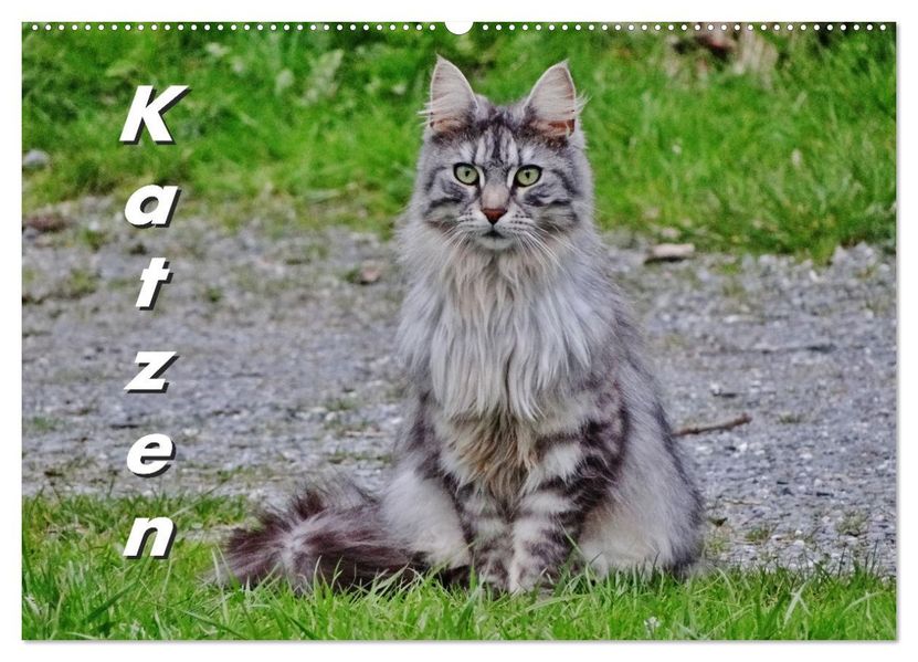 Katzen auf der Welt (Wandkalender 2027 DIN A2 quer) CALVENDO Monatskalender