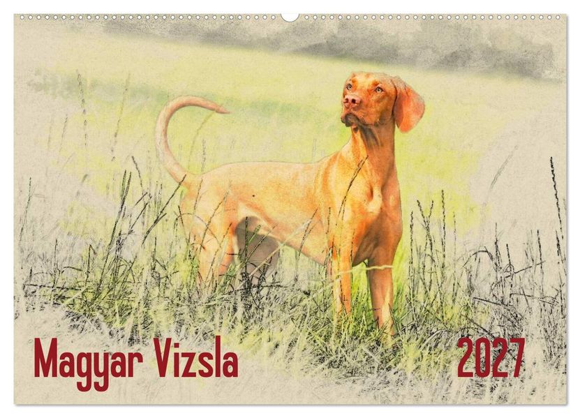 Magyar Vizsla 2027 (Wandkalender 2027 DIN A2 quer) CALVENDO Monatskalender