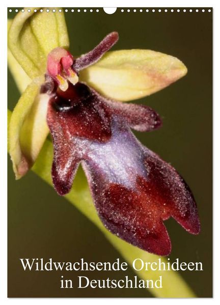 Wildwachsende Orchideen in Deutschland (Wandkalender 2027 DIN A3 hoch) CALVENDO Monatskalender