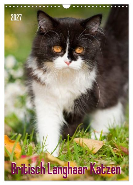 Britisch Langhaar Katzen (Wandkalender 2027 DIN A3 hoch) CALVENDO Monatskalender