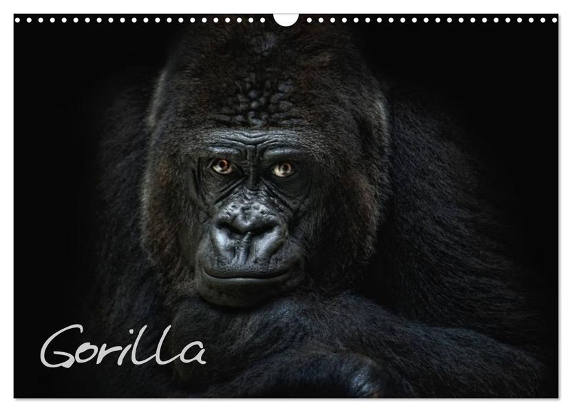 Gorilla (Wandkalender 2027 DIN A3 quer) CALVENDO Monatskalender