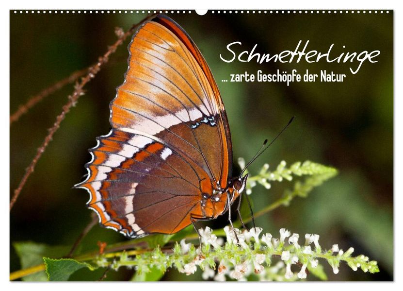 Schmetterlinge - zarte Geschöpfe der Natur (Wandkalender 2027 DIN A2 quer) CALVENDO Monatskalender