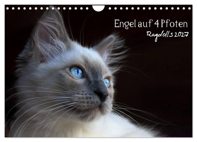 Engel auf 4 Pfoten - Ragdolls 2027 (Wandkalender 2027 DIN A4 quer) CALVENDO Monatskalender