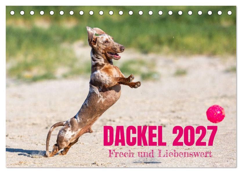 DACKEL 2027 Frech und Liebenwert (Tischkalender 2027 DIN A5 quer) CALVENDO Monatskalender