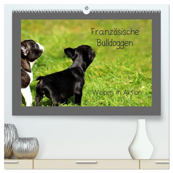 Französische Bulldoggen (hochwertiger Premium Wandkalender 2027 DIN A2 quer) Kunstdruck in Hochglanz