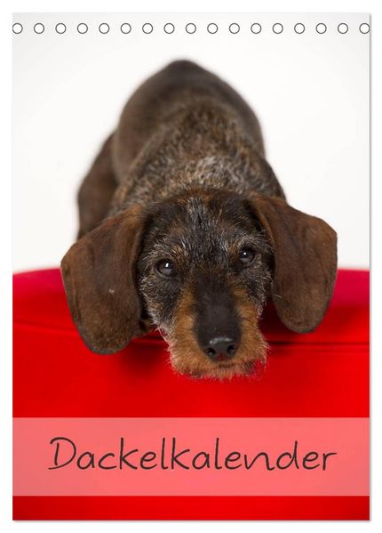Dackel (Tischkalender 2027 DIN A5 hoch) CALVENDO Monatskalender