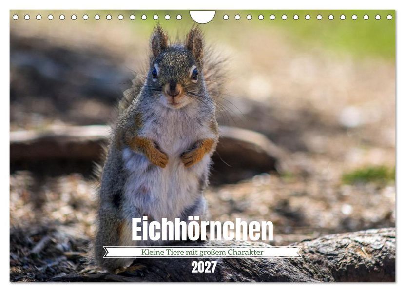 Eichhörnchen - Kleine Tiere mit großem Charakter (Wandkalender 2027 DIN A4 quer) CALVENDO Monatskalender