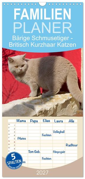 Familienplaner 2027 - Bärige Schmusetiger - Britisch Kurzhaar Katzen mit 5 Spalten (Wandkalender 21 x 45 cm) CALVENDO