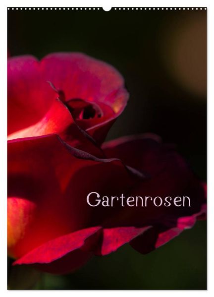 Gartenrosen (Wandkalender 2027 DIN A2 hoch) CALVENDO Monatskalender