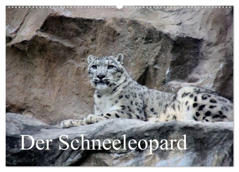 Der Schneeleopard (Wandkalender 2027 DIN A2 quer) CALVENDO Monatskalender