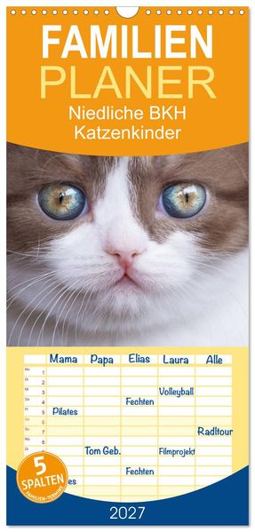 Familienplaner 2027 - Niedliche BKH Katzenkinder mit 5 Spalten (Wandkalender 21 x 45 cm) CALVENDO