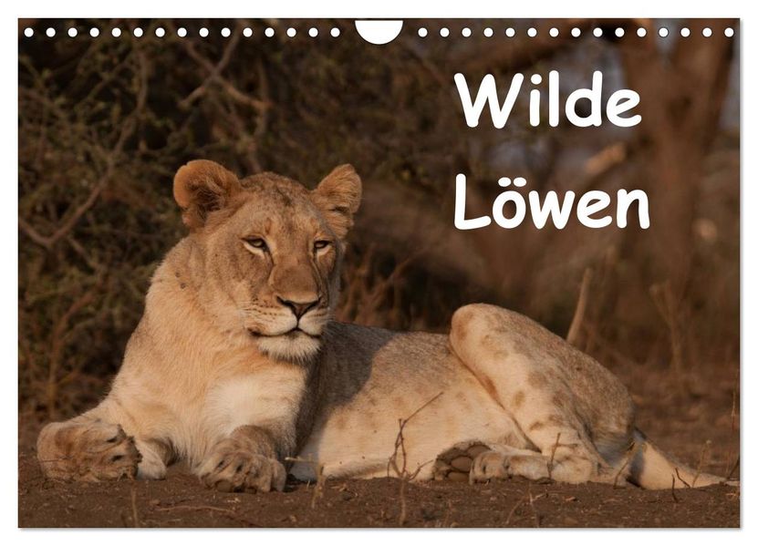 Wilde Löwen (Wandkalender 2027 DIN A4 quer) CALVENDO Monatskalender