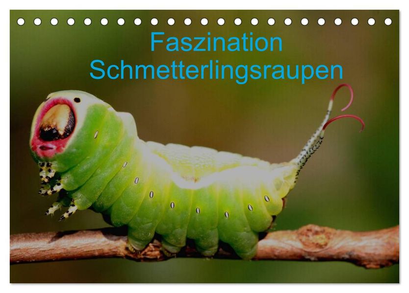 Faszination Schmetterlingsraupen (Tischkalender 2027 DIN A5 quer) CALVENDO Monatskalender