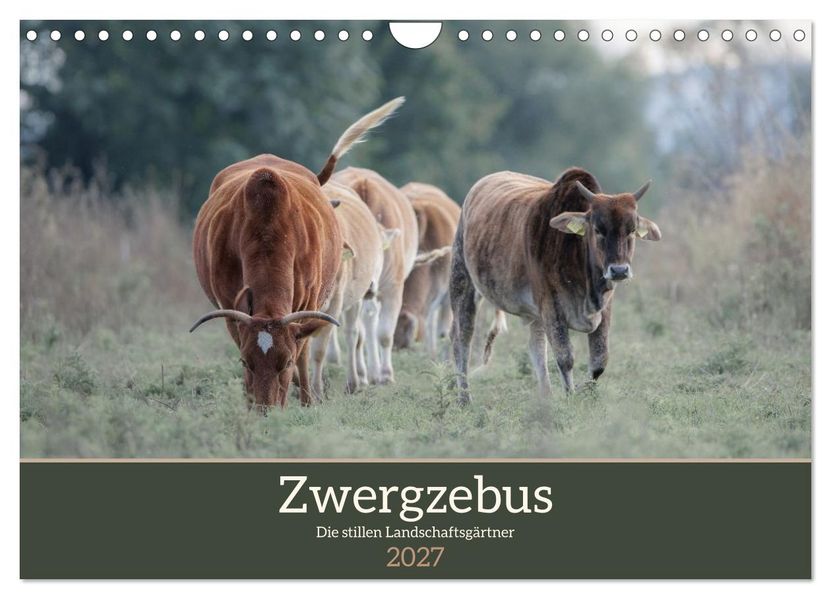 Zwergzebus - Die stillen Landschaftsgärtner (Wandkalender 2027 DIN A4 quer) CALVENDO Monatskalender