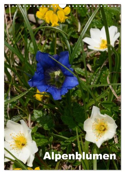 Alpenblumen (Wandkalender 2027 DIN A3 hoch) CALVENDO Monatskalender