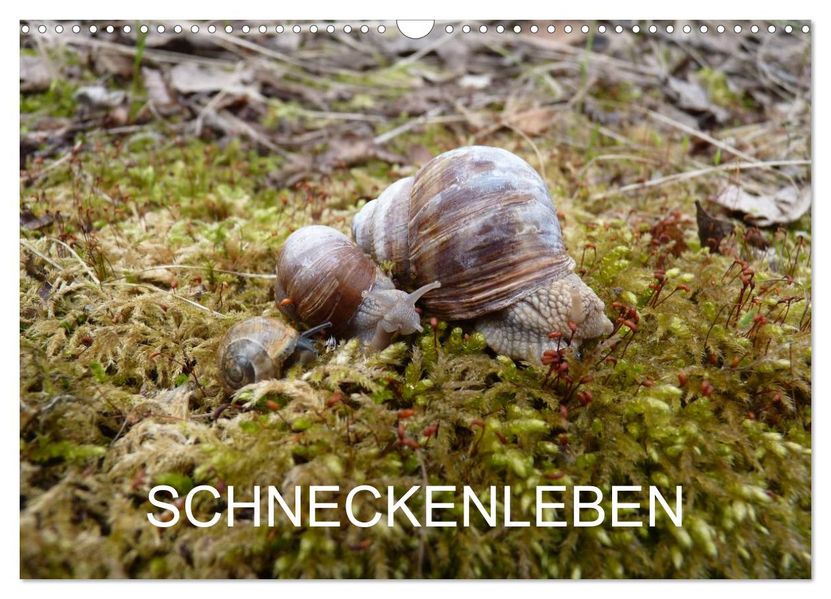 Schneckenleben (Wandkalender 2027 DIN A3 quer) CALVENDO Monatskalender