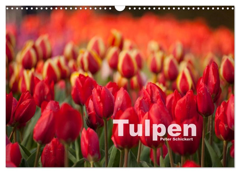 Tulpen (Wandkalender 2027 DIN A3 quer) CALVENDO Monatskalender