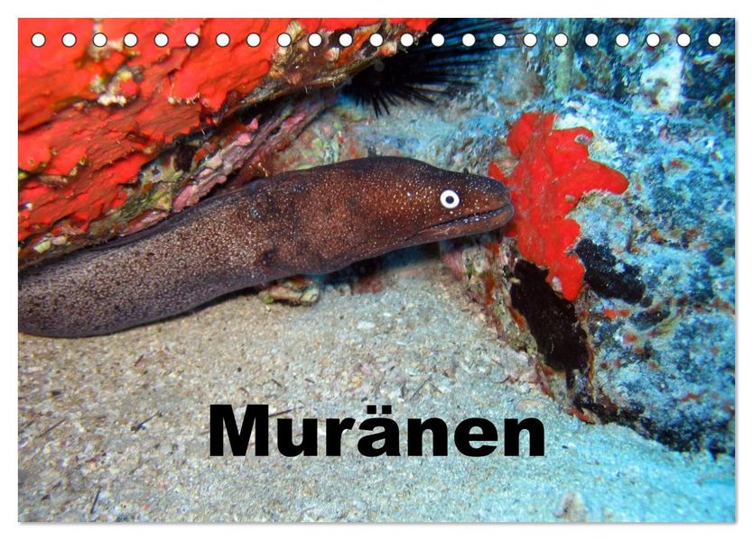 Muränen (Tischkalender 2027 DIN A5 quer) CALVENDO Monatskalender