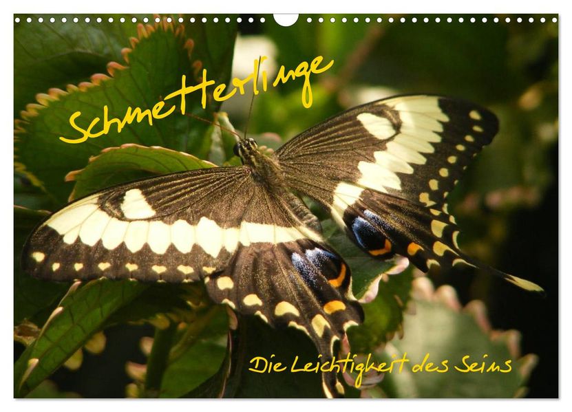 Schmetterlinge (Wandkalender 2027 DIN A3 quer) CALVENDO Monatskalender