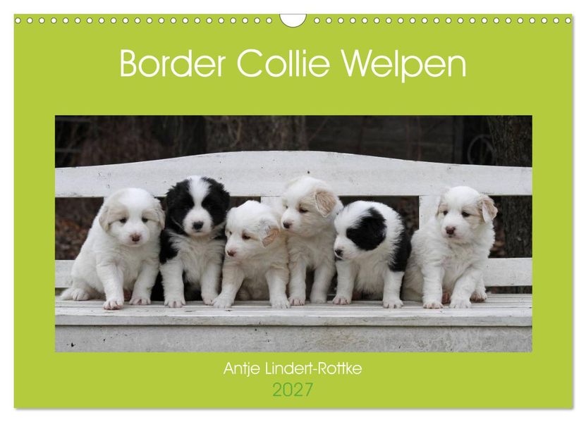 Border Collie Welpen (Wandkalender 2027 DIN A3 quer) CALVENDO Monatskalender