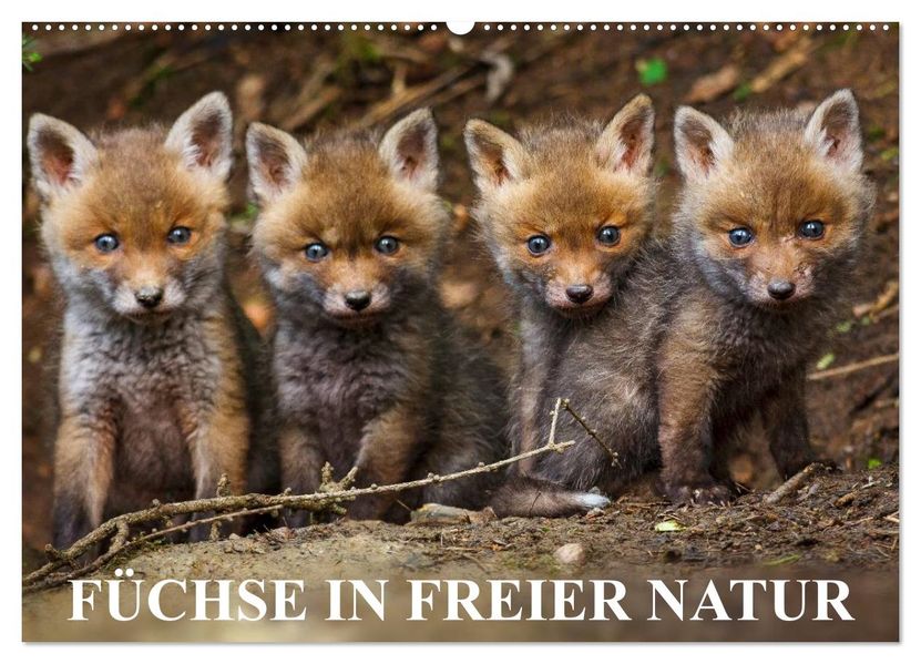 Füchse in freier Natur (Wandkalender 2027 DIN A2 quer) CALVENDO Monatskalender