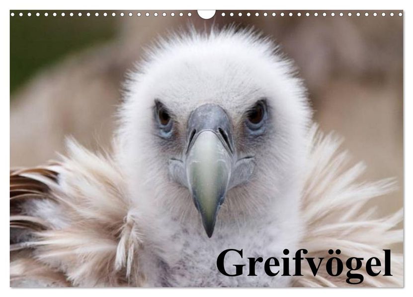 Greifvögel (Wandkalender 2027 DIN A3 quer) CALVENDO Monatskalender