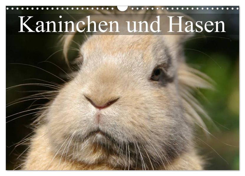 Kaninchen und Hasen (Wandkalender 2027 DIN A3 quer) CALVENDO Monatskalender