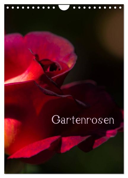 Gartenrosen (Wandkalender 2027 DIN A4 hoch) CALVENDO Monatskalender