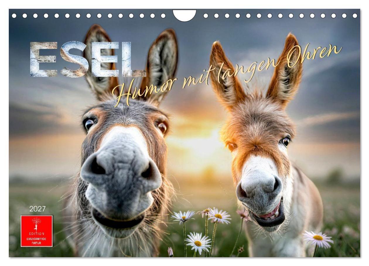 Esel - Humor mit langen Ohren (Wandkalender 2027 DIN A4 quer) CALVENDO Monatskalender