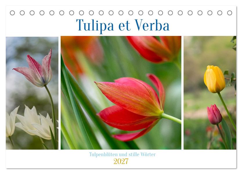 Tulipa et Verba - Tulpenblüten und stille Wörter (Tischkalender 2027 DIN A5 quer) CALVENDO Monatskalender