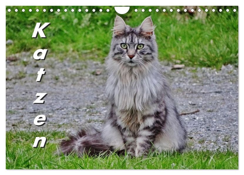Katzen auf der Welt (Wandkalender 2027 DIN A4 quer) CALVENDO Monatskalender
