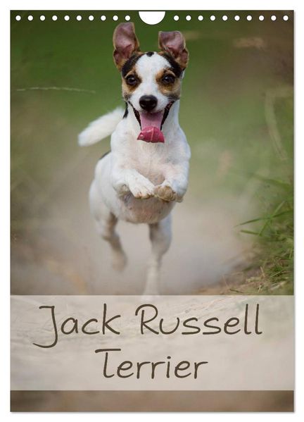Jack Russell Terrier (Wandkalender 2027 DIN A4 hoch) CALVENDO Monatskalender