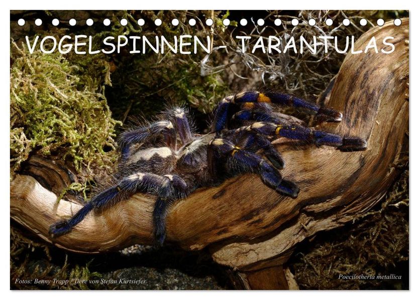 Vogelspinnen - Tarantulas (Tischkalender 2027 DIN A5 quer) CALVENDO Monatskalender