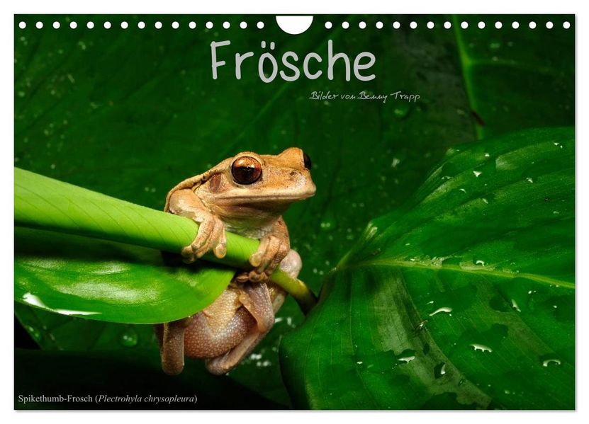Frösche (Wandkalender 2027 DIN A4 quer) CALVENDO Monatskalender
