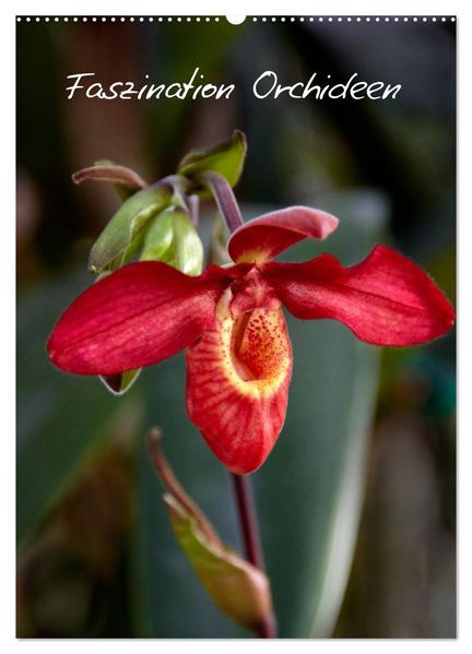 Faszination Orchideen (Wandkalender 2027 DIN A2 hoch) CALVENDO Monatskalender