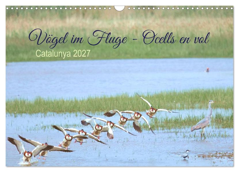 Vögel im Fluge - Ocells en vol (Wandkalender 2027 DIN A3 quer) CALVENDO Monatskalender